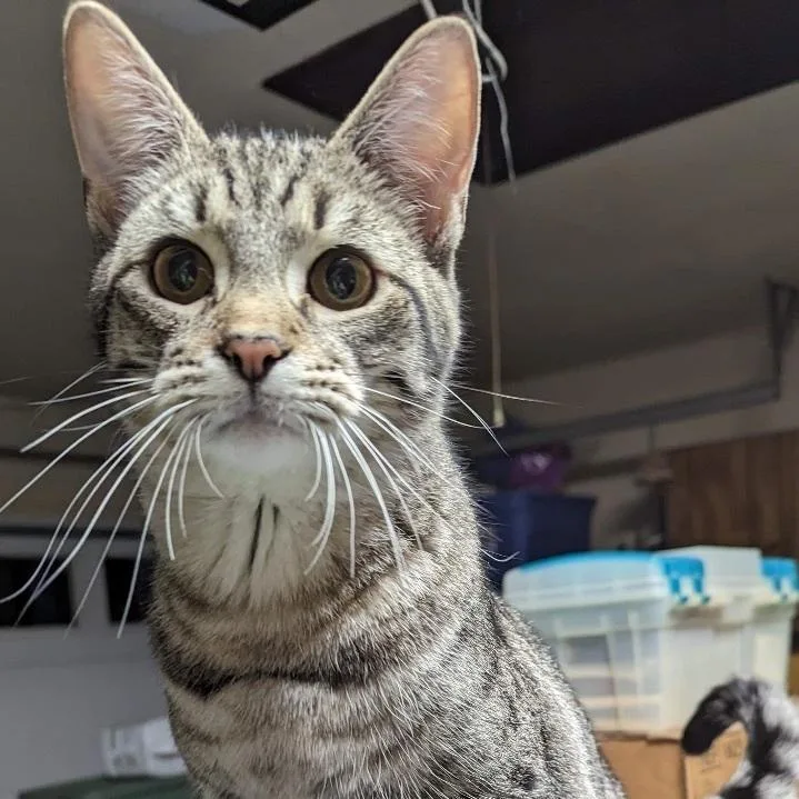 Boragard thumbnail 4