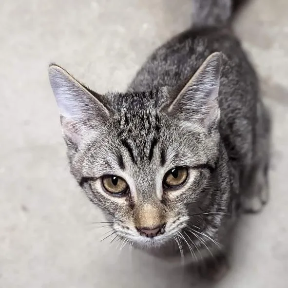 Boragard thumbnail 6