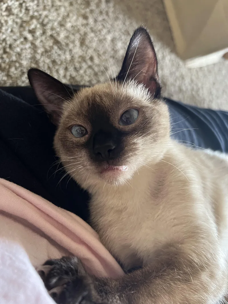 A baby small-sized female Siamese cat named Tofu for adoption in Chandler, AZ