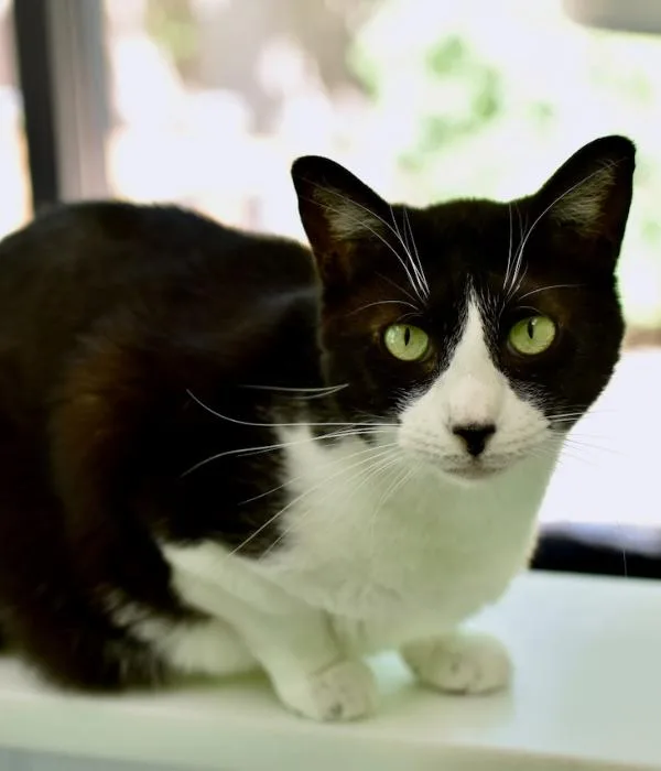 An adult medium-sized female Black & White / Tuxedo Domestic Short Hair cat named Squeak for adoption in Marietta, GA