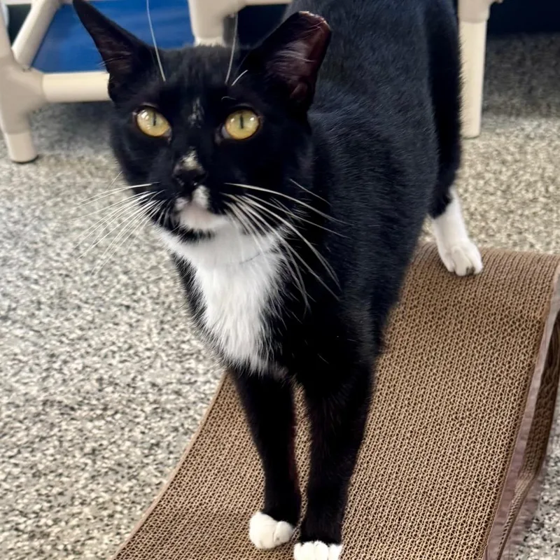 An adult large-sized male Black Domestic Short Hair cat named Boots for adoption in Lakeland, FL