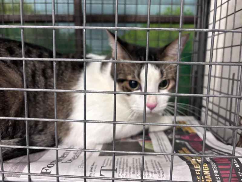 An adult large-sized male Domestic Medium Hair cat named Jacks for adoption in Houston, TX