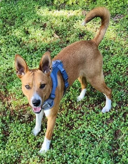 A young medium-sized male Australian Kelpie dog named Dexter for adoption in Hillsboro, OR