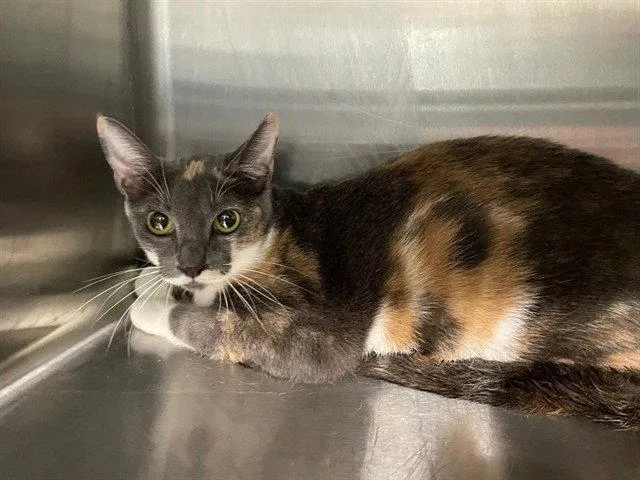 An adult small-sized female Domestic Short Hair cat named Smudgie for adoption in Tavares, FL