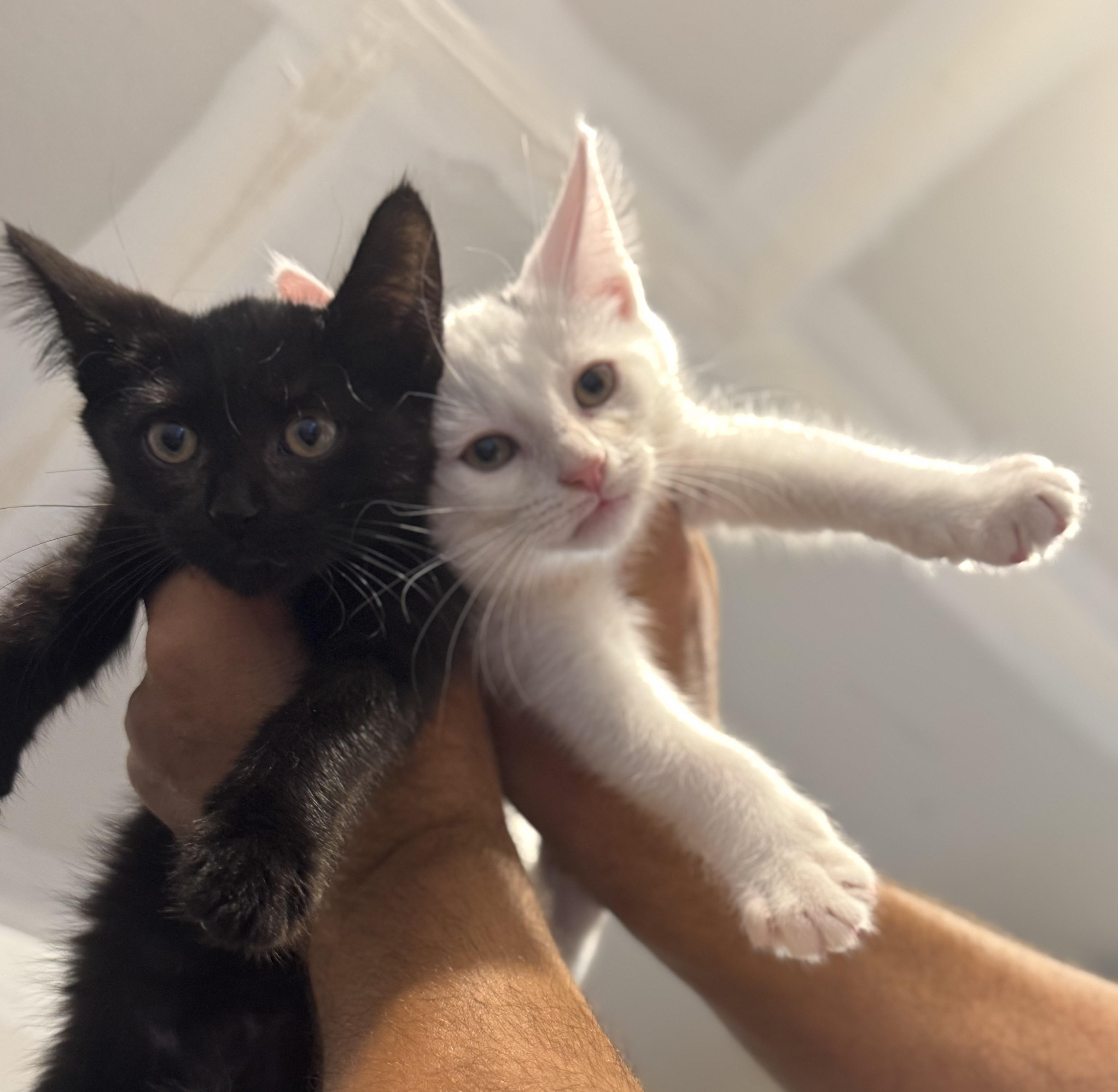 A baby small-sized male Domestic Short Hair cat named Bronco for adoption in Syosset, NY