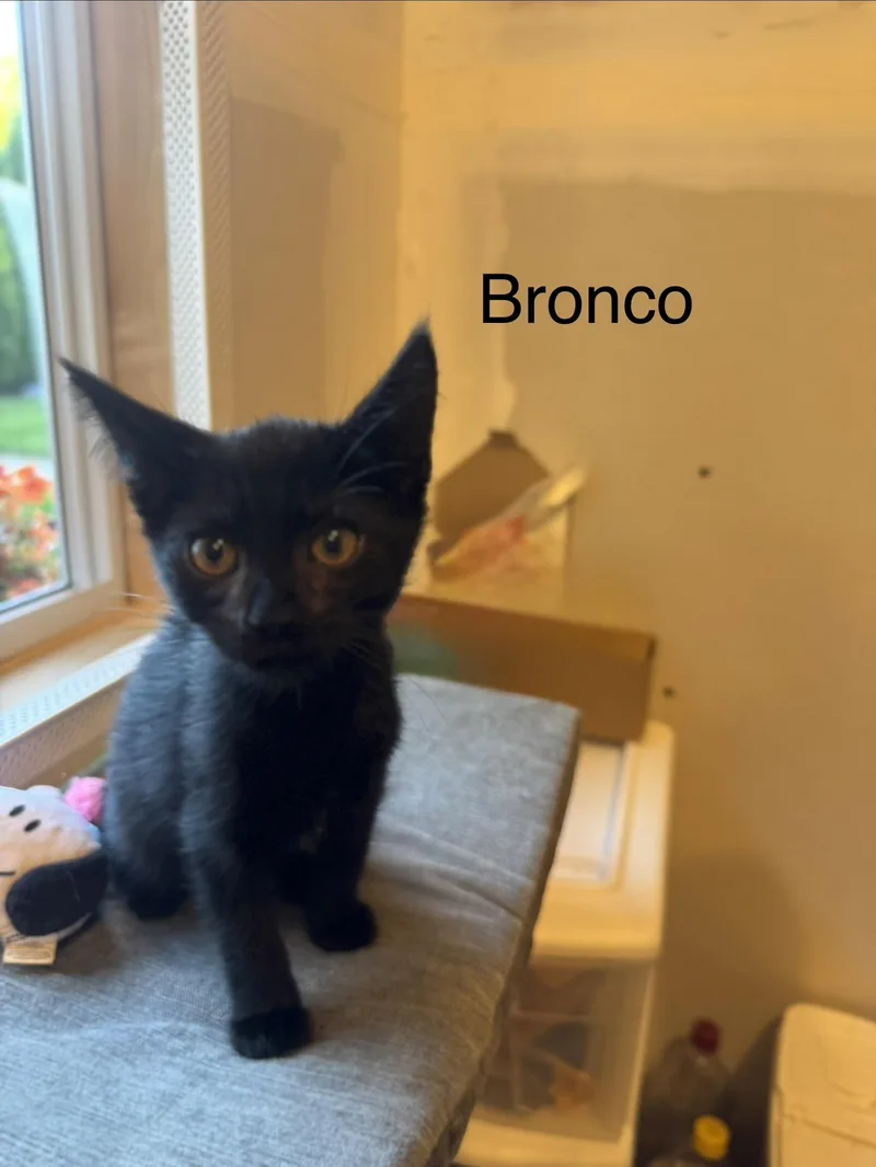 Bronco thumbnail 3