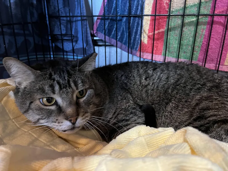 Daffy Duck thumbnail 2