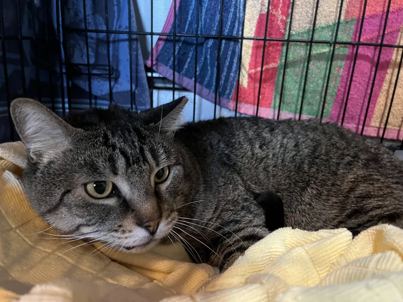 Daffy Duck thumbnail 3