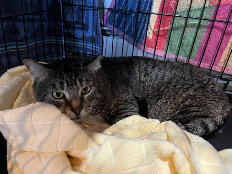 Daffy Duck thumbnail 4