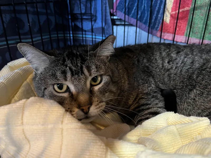 An adult medium-sized male Tabby (Brown / Chocolate) Domestic Short Hair cat named Daffy Duck for adoption in Salisbury, MA