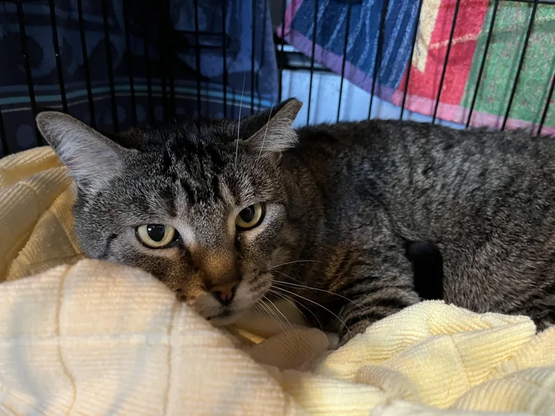 Daffy Duck thumbnail 5