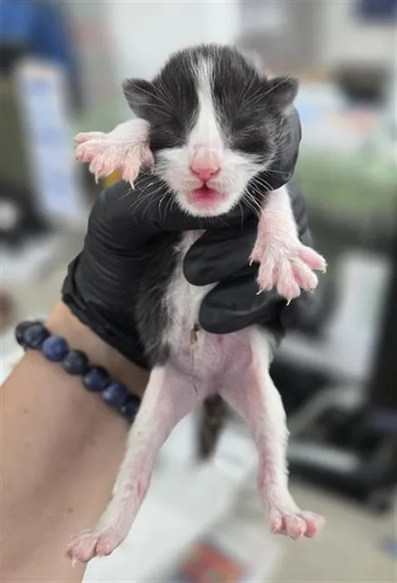 A baby medium-sized female Domestic Short Hair cat named Boo for adoption in Dallas, TX