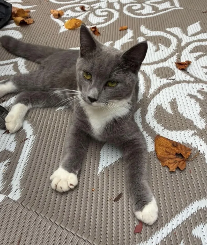 An adult medium-sized male Tiger cat named Mr. Gabby Pants for adoption in Gardner, MA