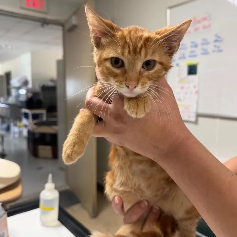 A baby small-sized male Orange / Red Domestic Short Hair cat named Wyatt for adoption in Canton, IL