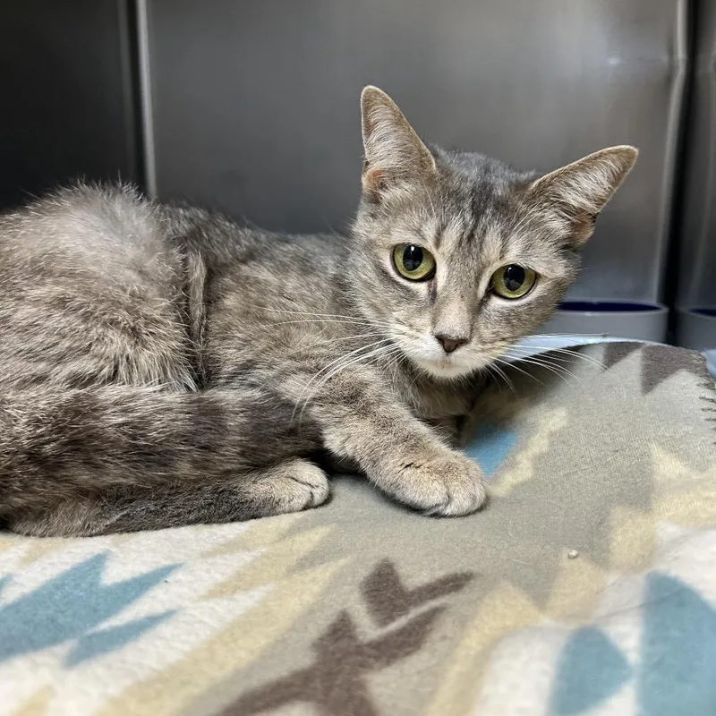 An adult medium-sized female Gray / Blue / Silver Domestic Short Hair cat named Zaza for adoption in Newport, NC