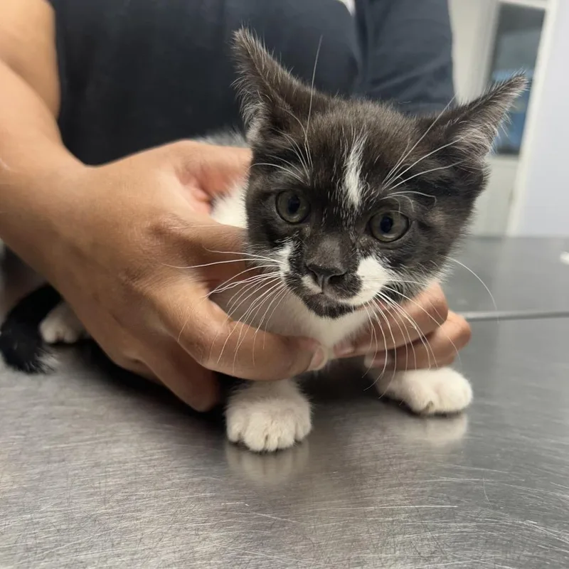 A baby small-sized male Domestic Short Hair cat named Rigby for adoption in Decatur, GA