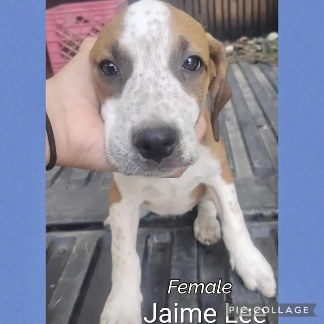 A baby medium-sized female Hound dog named Jaime Lee for adoption in Manchester, CT