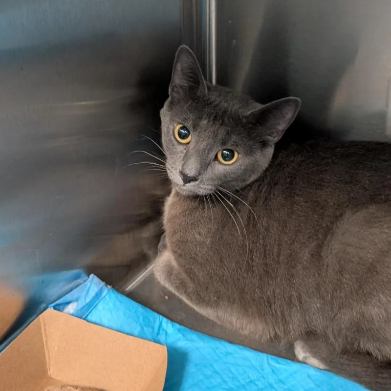 An adult medium-sized female Domestic Short Hair cat named Top Hat for adoption in Greensboro, NC