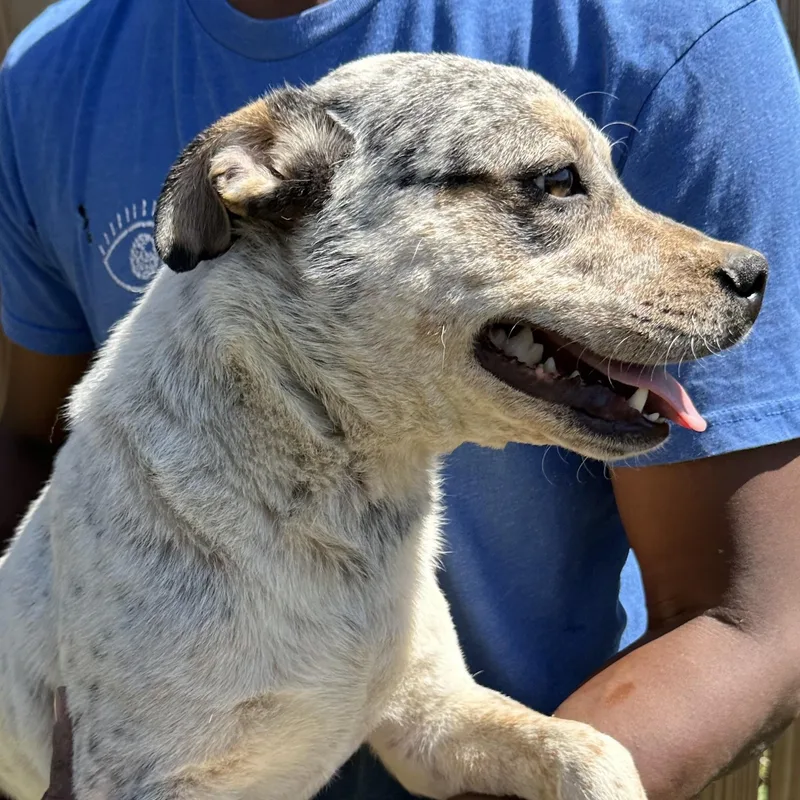 Gandolf  Local April thumbnail 2