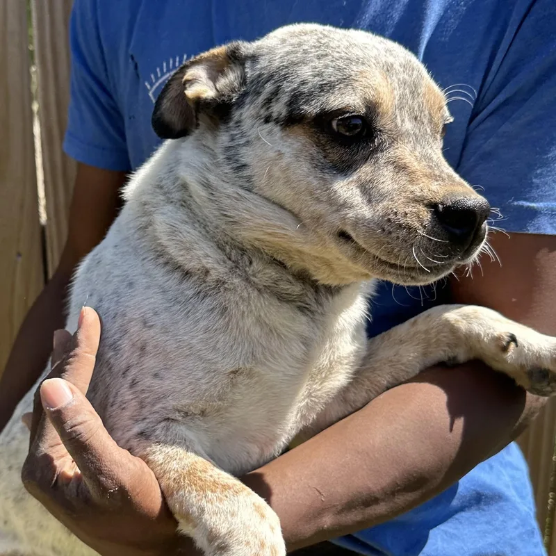 Gandolf  Local April thumbnail 3