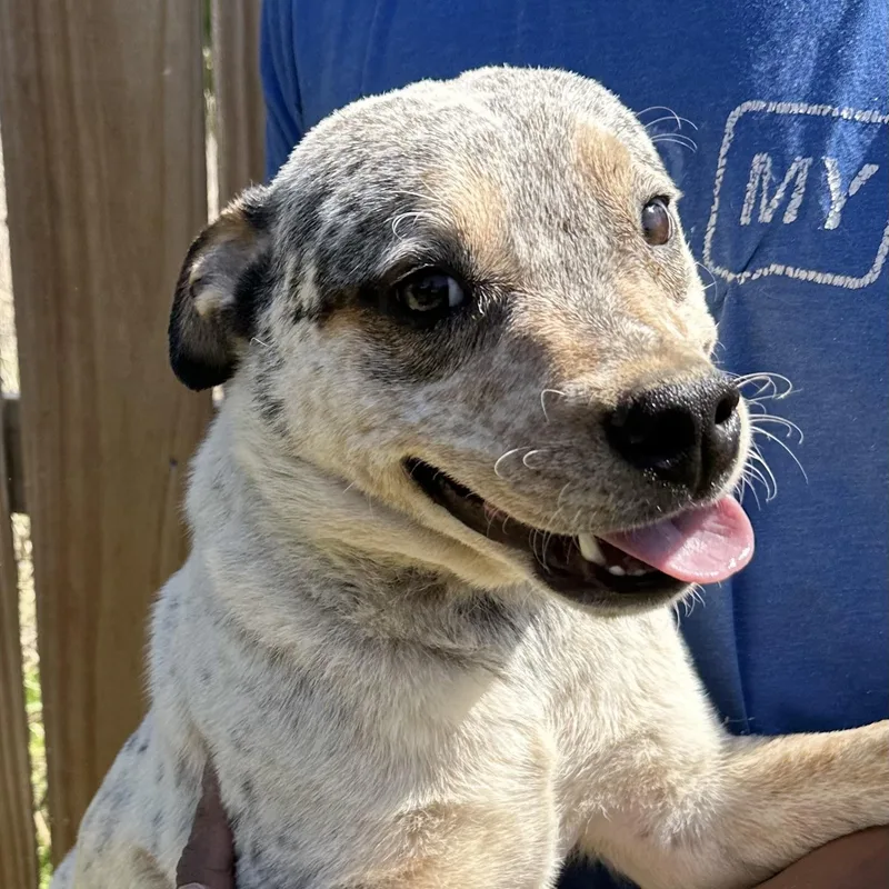 Gandolf  Local April thumbnail 4