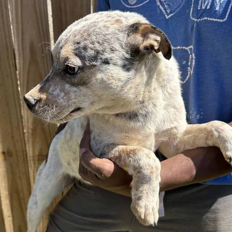 Gandolf  Local April thumbnail 5