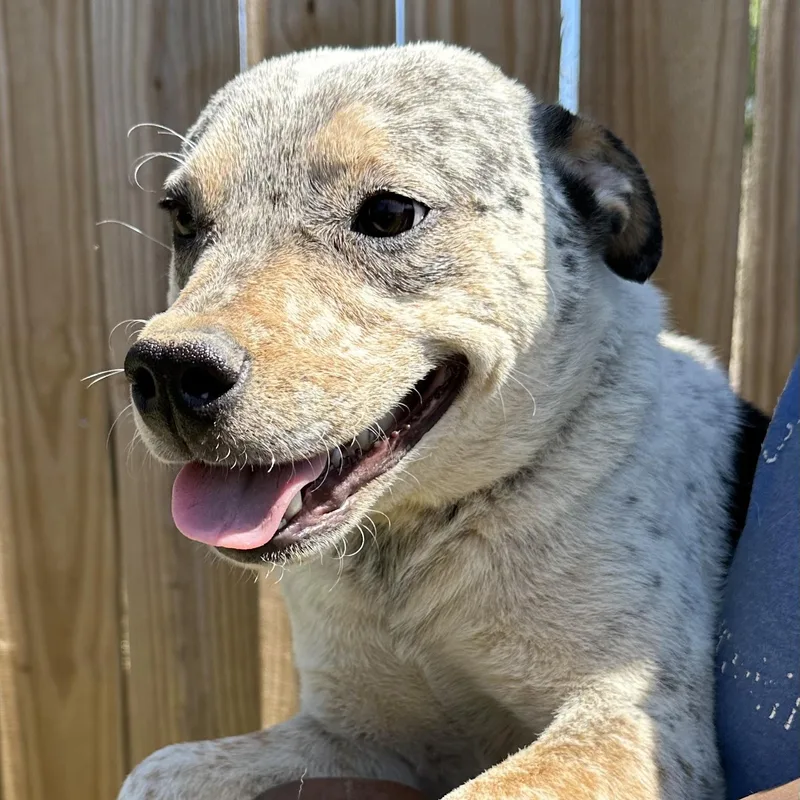 Gandolf  Local April thumbnail 6