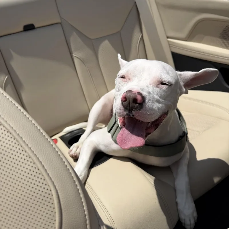 A young medium-sized male White / Cream American Bulldog dog named Joey for adoption in Shalimar, FL