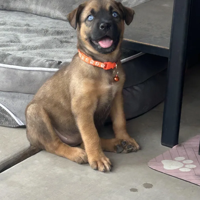 A baby medium-sized female Brown / Chocolate Shepherd dog named Mango for adoption in Phoenix, AZ