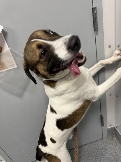 An adult large-sized male Hound dog named Myloh for adoption in Sevierville, TN