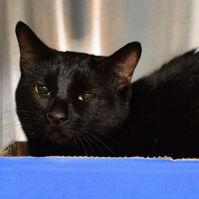 An adult medium-sized female Black Domestic Short Hair cat named Kiwi for adoption in Emporia, KS