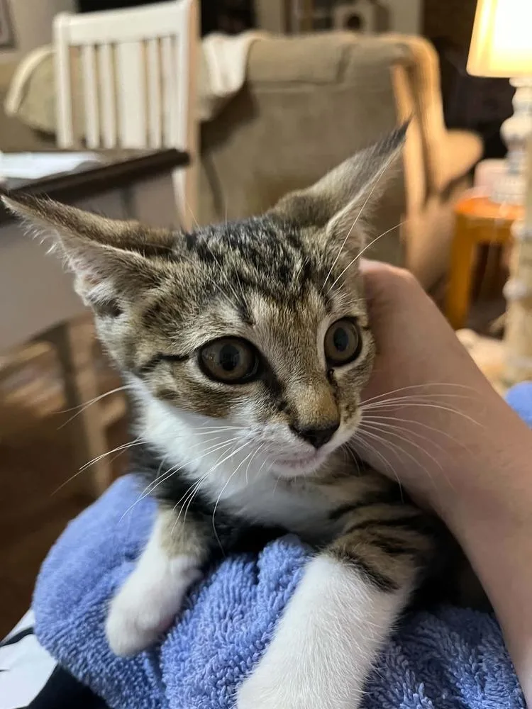 A baby small-sized male Domestic Short Hair cat named Pluto for adoption in Virginia Beach, VA