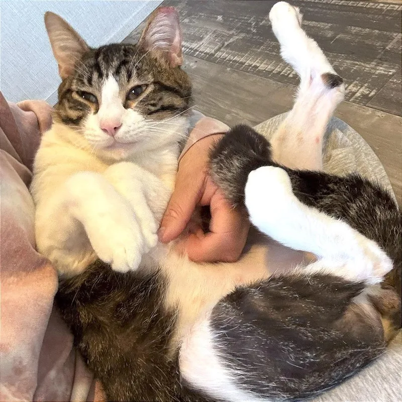 An adult medium-sized male Tabby (Brown / Chocolate) Domestic Short Hair cat named Gideon for adoption in Houston, TX