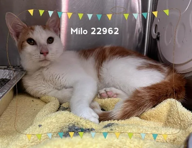 A baby medium-sized male Tabby (Orange / Red) Domestic Short Hair cat named Milo for adoption in Marietta, GA