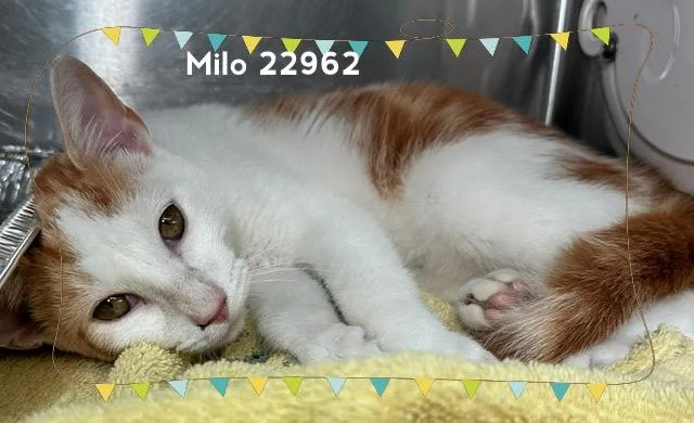 Milo thumbnail 2