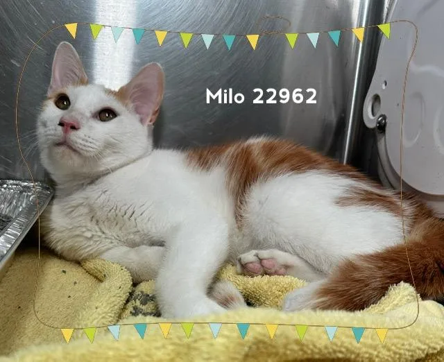 Milo thumbnail 3