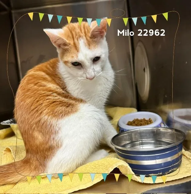 Milo thumbnail 4