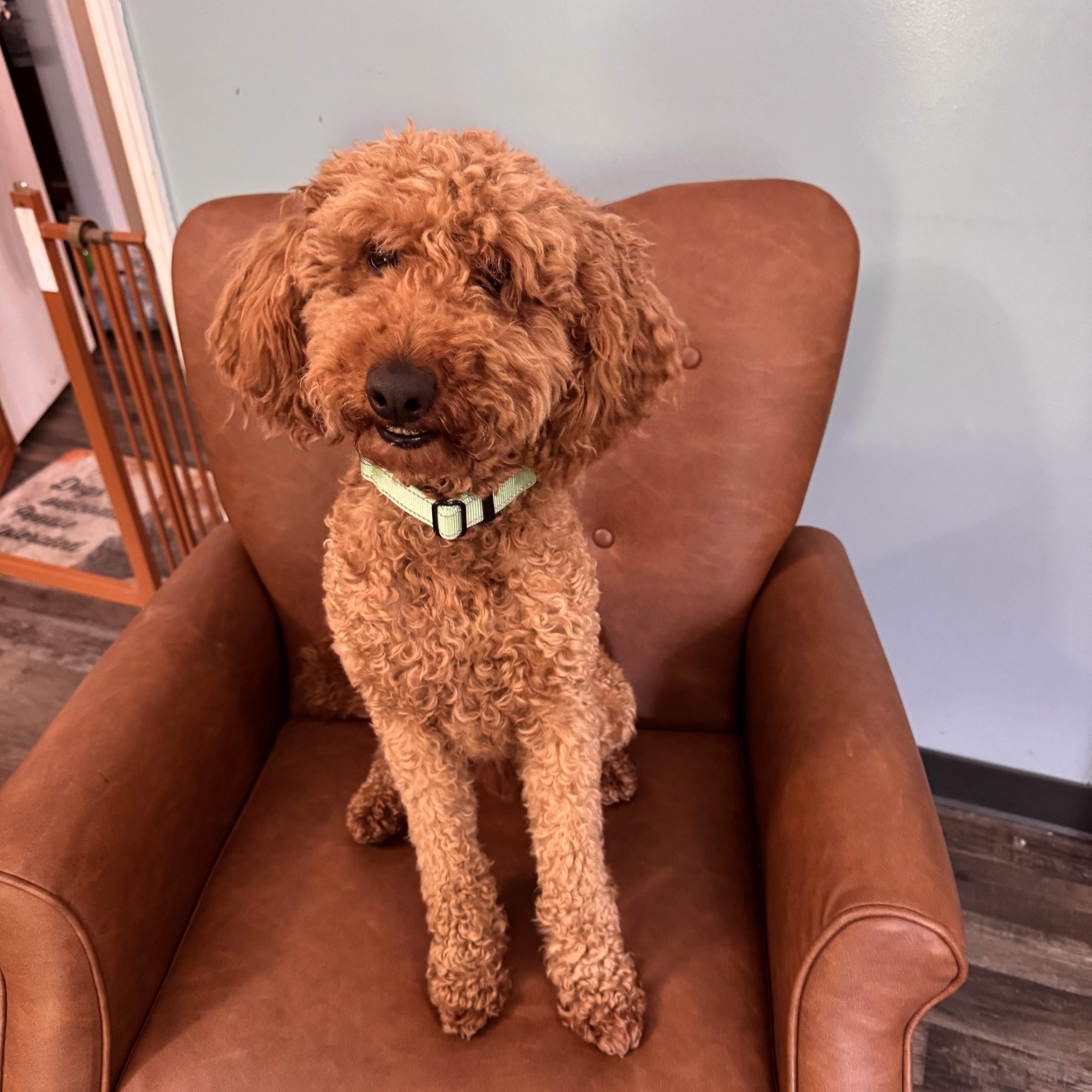An adult small-sized male Red / Chestnut / Orange Goldendoodle dog named Charlie for adoption in Sequatchie, TN
