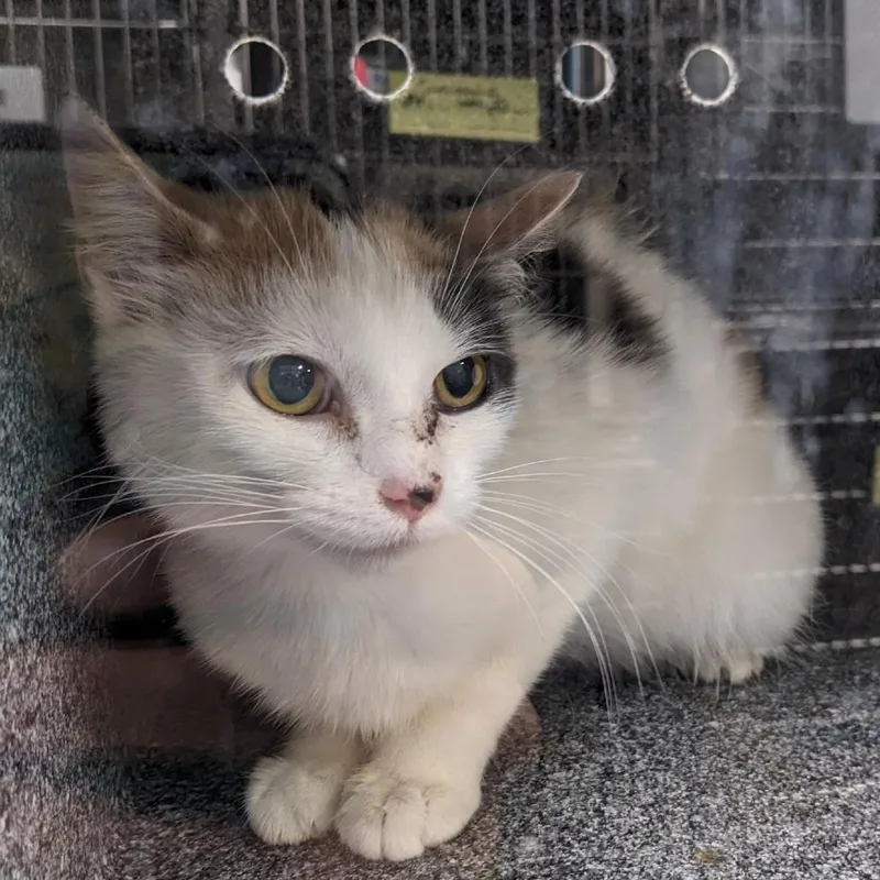 A young small-sized female Calico Domestic Short Hair cat named Gooseberry for adoption in Salt Lake City, UT