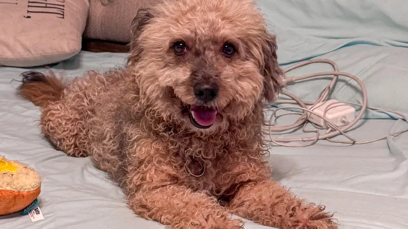 A senior small-sized male Poodle (Toy) dog named Neville for adoption in San Antonio, TX
