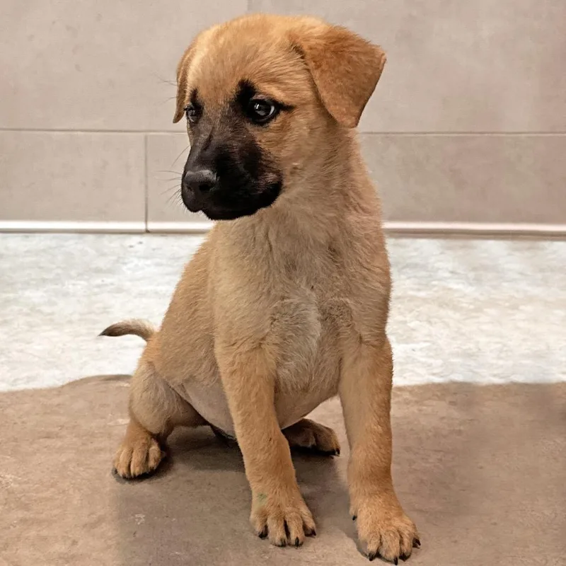 A baby medium-sized female Mixed Breed dog named Goldie for adoption in Hailey, ID