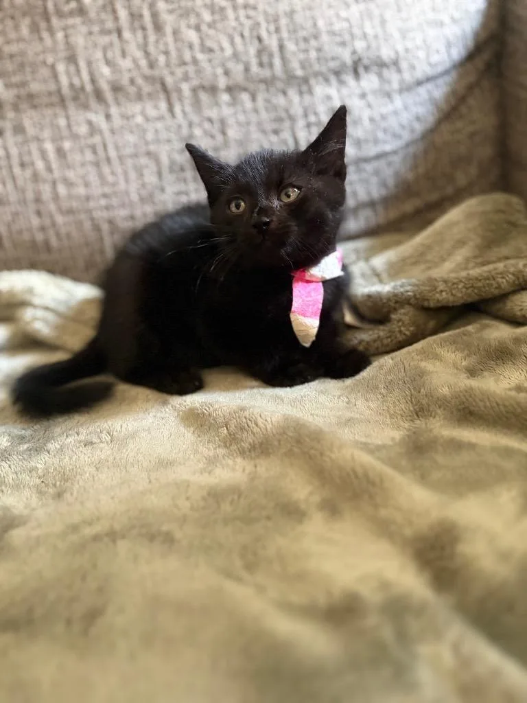 A baby small-sized male American Shorthair cat named Stevie for adoption in Hagaman, NY