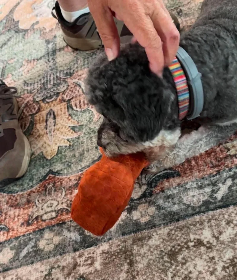 An adult small-sized male Gray / Blue / Silver Schnoodle dog named Kingsley for adoption in richmond, ME