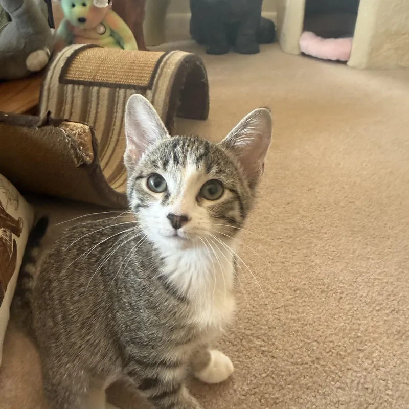 A baby medium-sized female Tabby (Buff / Tan / Fawn) Domestic Short Hair cat named Trixie for adoption in Pueblo, CO