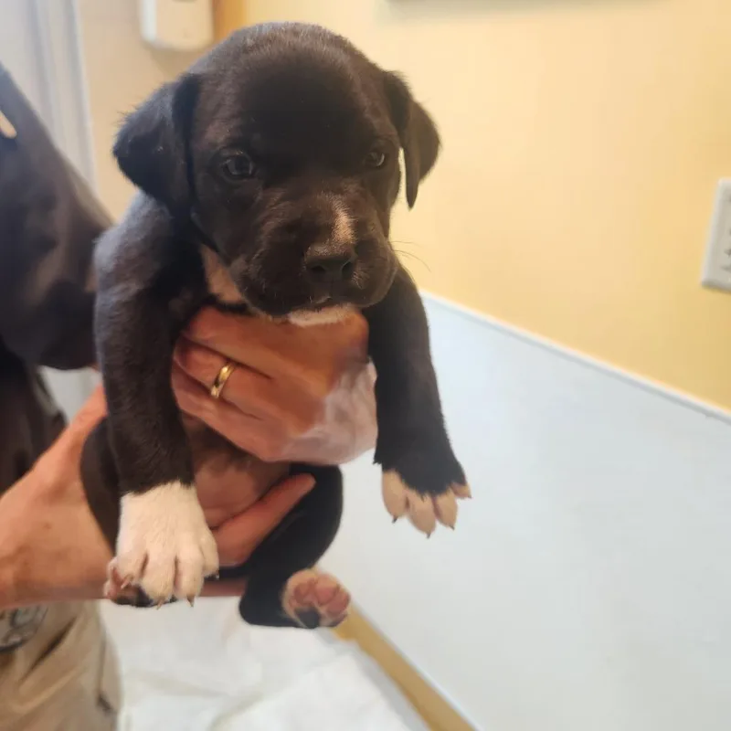 A baby medium-sized female Black Pit Bull Terrier dog named Flower for adoption in Norman, OK