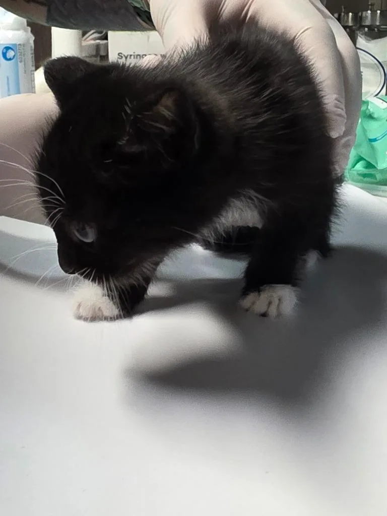 A baby medium-sized male Domestic Short Hair cat named Juno for adoption in Huntington, IN