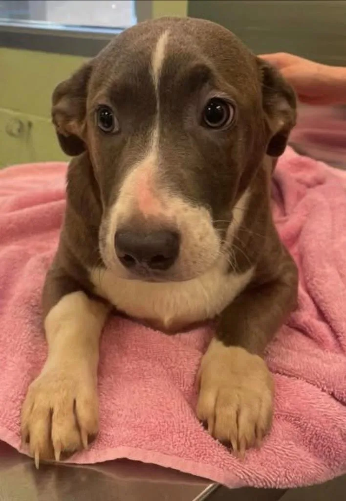 A baby medium-sized male Dachshund dog named Troll for adoption in Blountville, TN