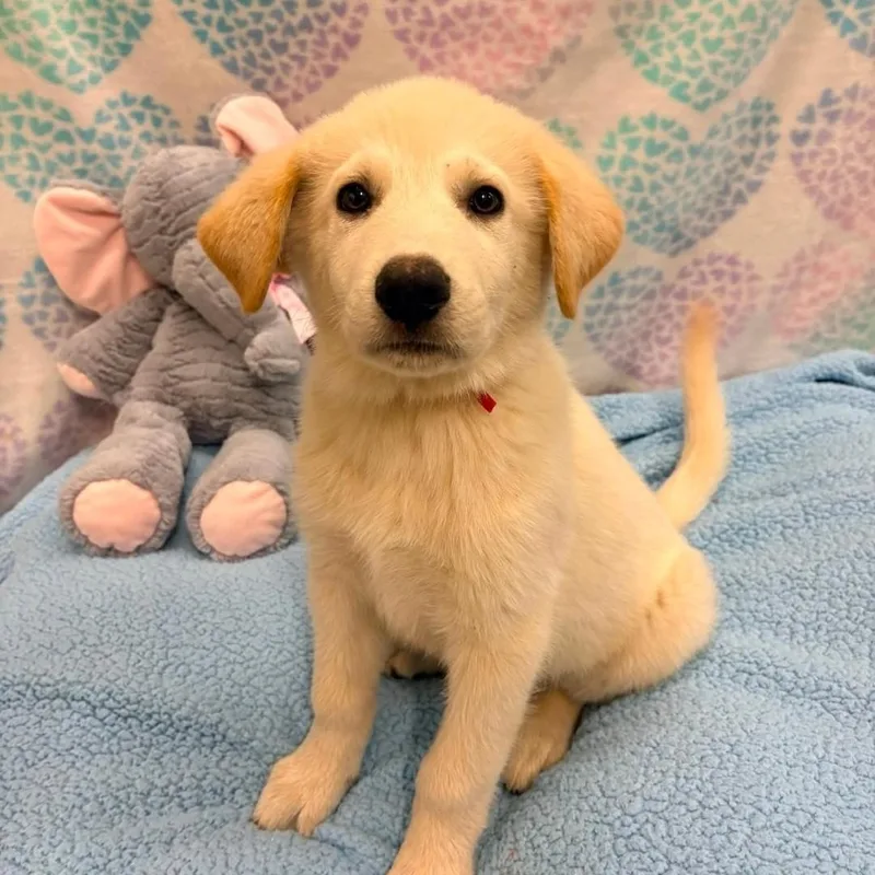 A baby medium-sized male Labrador Retriever dog named Rolly for adoption in Dandridge, TN