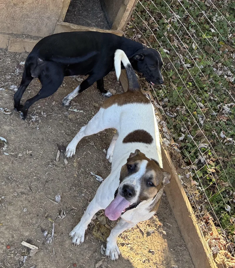 Jazzy Girl thumbnail 3