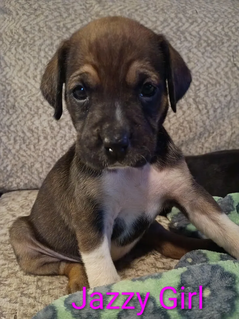 Jazzy Girl thumbnail 6